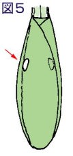 ハラビロカマキリ図