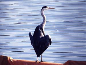 羽を広げて日光浴をするアオサギ
