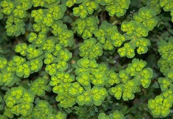トウダイグサの花