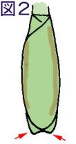ヒメカマキリ図