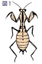 ヒナカマキリ図