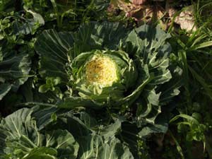 ヒヨドリがついばんだキャベツ
