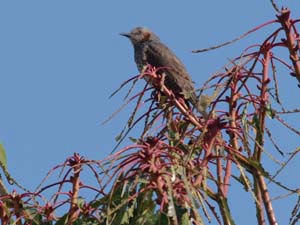 ユズリハの葉を食べ尽くしたヒヨドリ