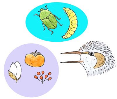 ヒヨドリの食生活