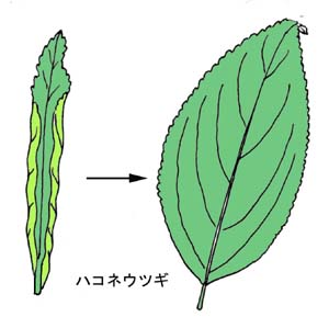 ハコネウツギの葉の展開