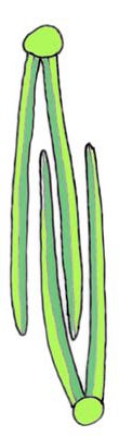 イボタノキの冬芽の断面