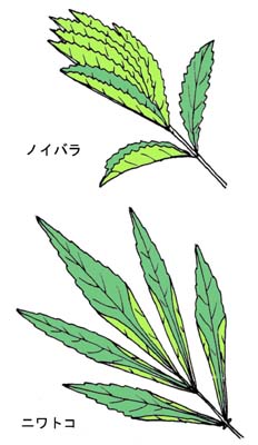 ノイバラとニワトコのたたみ方