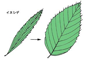 イヌシデの葉の展開