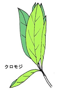 クロモジの展開