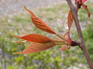 サクラ類の新芽