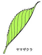 二つ折りになっているサクラ