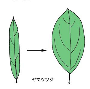 ヤマツツジの葉の展開