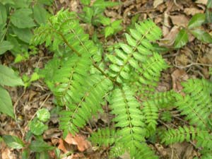 サンショウの新芽