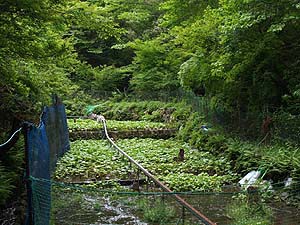 ワサビ田