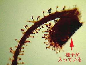 拡大したコメナモミの実