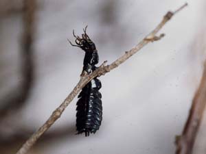 木の枝に刺さったオサムシの幼虫のハヤニエ