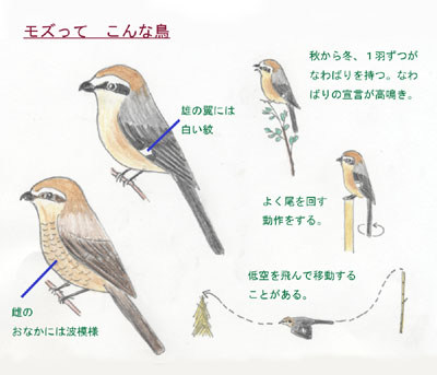 モズの生活