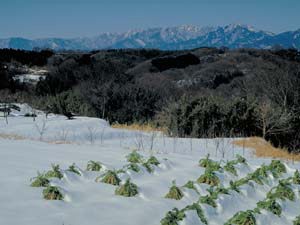 雪の朝