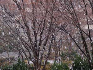はげしい降雪