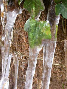 氷柱にとじこめられたキズタの葉