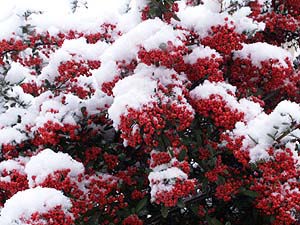 ピラカンサにつもった雪