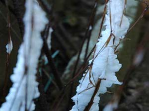 シモバシラの茎から伸びた氷
