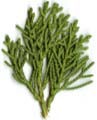 イブキ葉