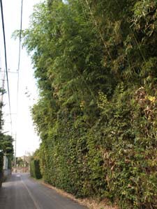 竹林と一体となった生垣