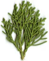 イブキの葉