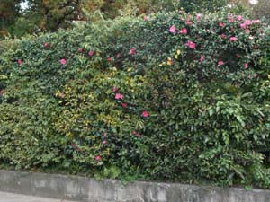 花の混ざった生垣