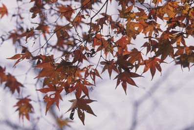 イロハモミジの紅葉