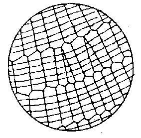 ジョロウグモの網の拡大図