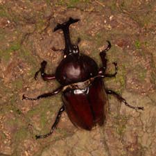 カブトムシ雄