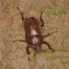 カブトムシ雌