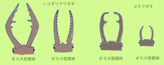 クワガタムシの見分け