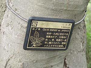 エノキの樹名板（解説入り）
