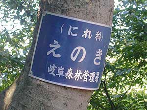 エノキの樹名板（名前だけ）