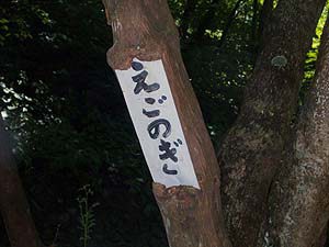 木が樹名板を巻きこむ