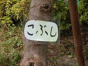 八幡小学校の樹名板
