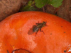 落ちたカキの実に来たベッコウバエの仲間