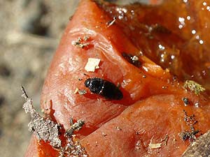 落ちたカキの実に来たケシキスイの仲間