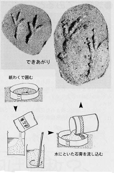 石膏で鳥の足型をとる手順