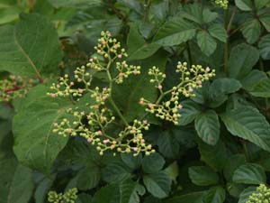 ヤブガラシの花