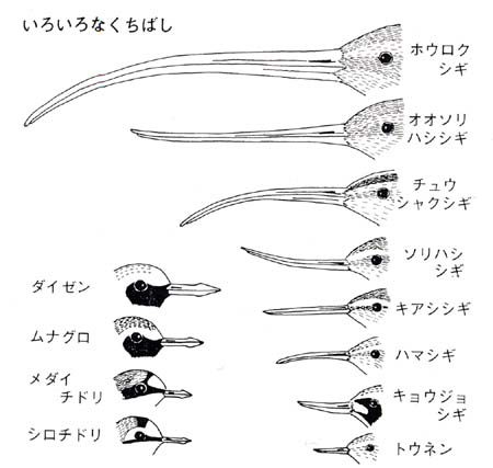 いろいろなくちばしの形