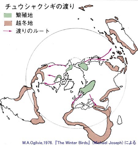 チュウシャクシギの渡り