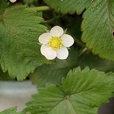 ９番の花