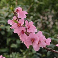 ５番の花