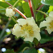 ６番の花