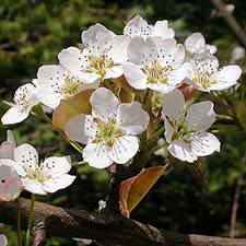 ８番の花