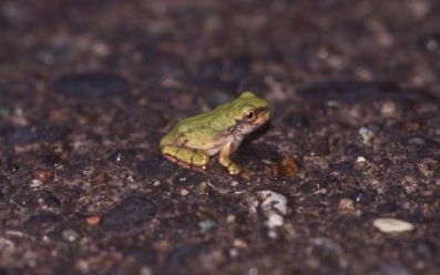 道路を横断するアマガエル